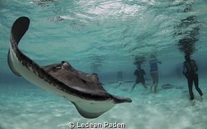 Sting Rays Everywhere! Grand Cayman sand Bar  D800 Nikon,... by Ledean Paden 